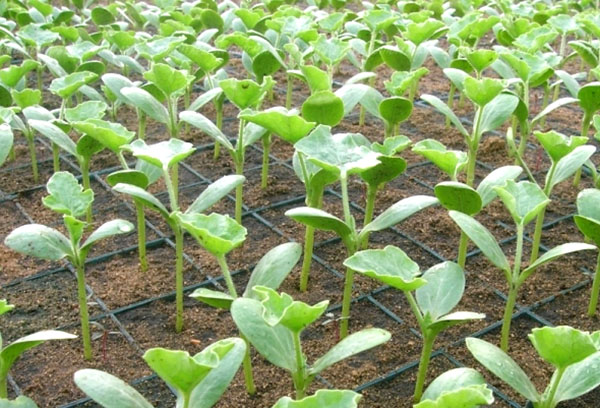 Cultiver des plants de pastèque