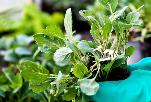 Planter du brocoli dans le sol