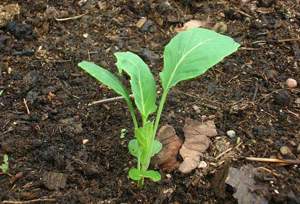 Semis de brocoli à l'extérieur