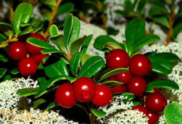 Quả Lingonberry