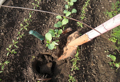 Planter du chou-fleur dans le jardin