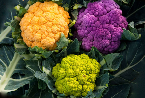 Chefs de chou-fleur de différentes couleurs