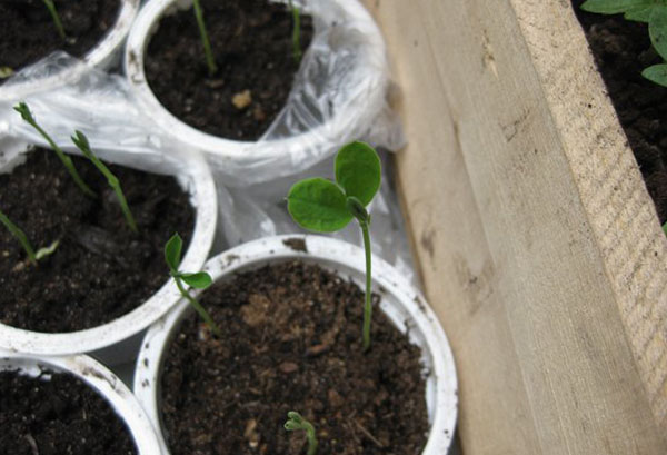 Pousses de pois sucré