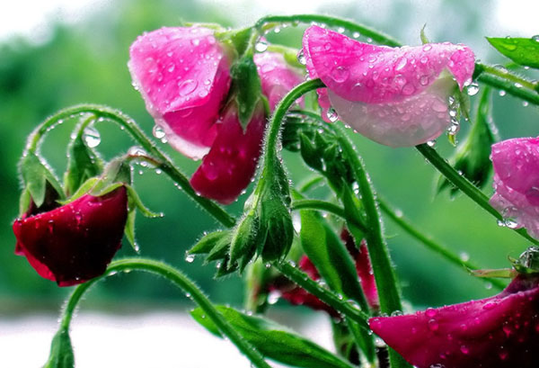 Fleurs de pois sucré