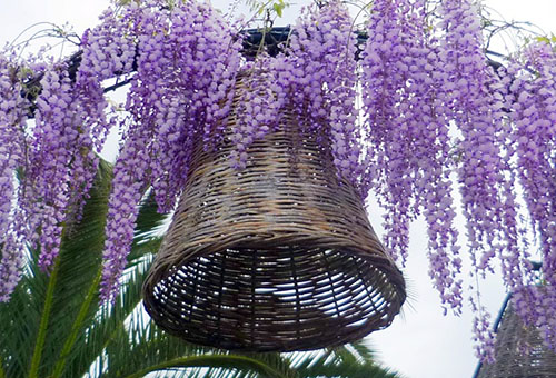 Cloche de glycine et d'osier