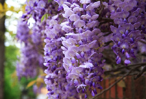 Fleurs de glycine