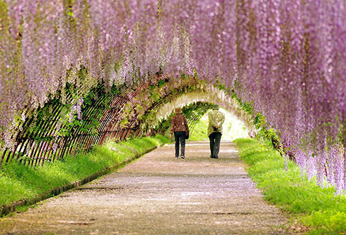 Ruelle de glycine