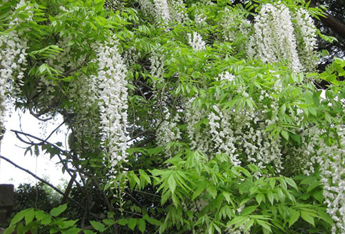 Glycine blanche