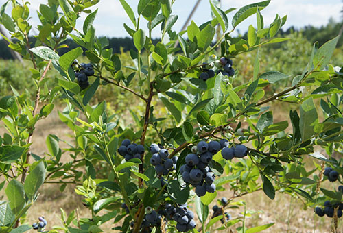 Buisson de myrtille