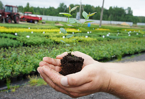 Plantule de bleuet