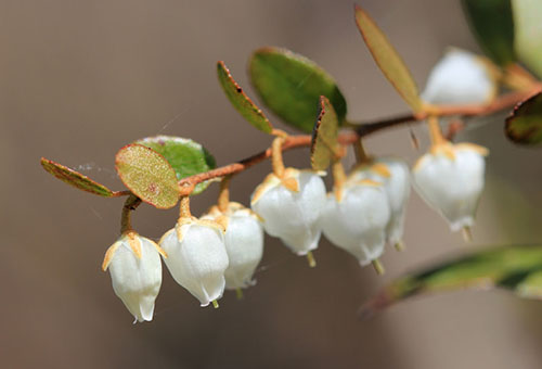 Fleurs de myrtille