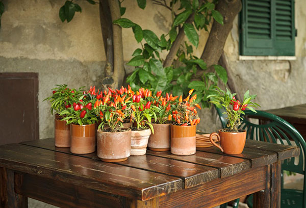 Piments amers décoratifs en pots