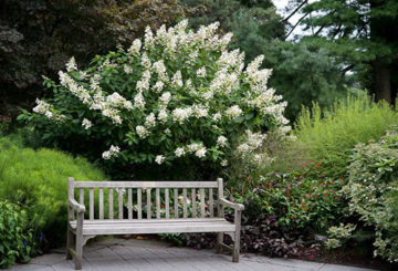 Buisson d'hortensia panicule