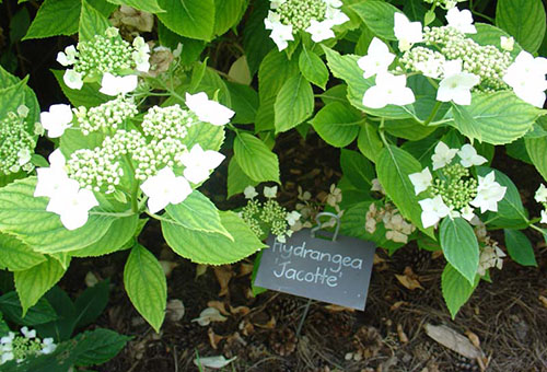 Semis d'hortensia