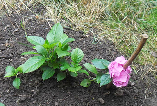 Planter des hortensias