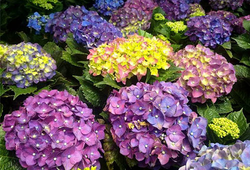 Inflorescence d'hortensia