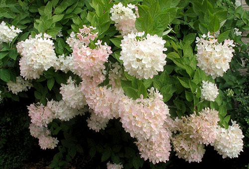 Hortensia en fleurs