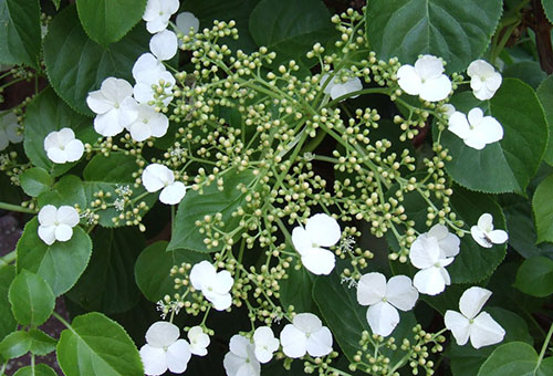 Inflorescence d'hortensia grimpante