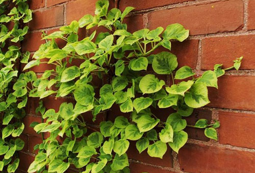 Hortensia grimpant sur le mur de la maison