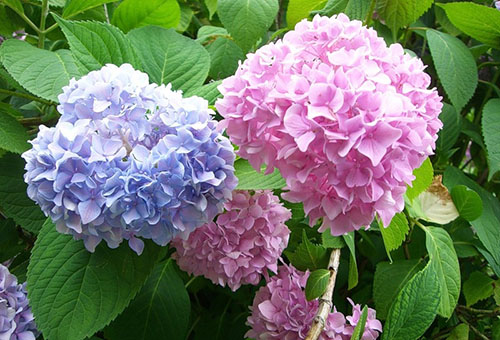 Hortensia en fleurs