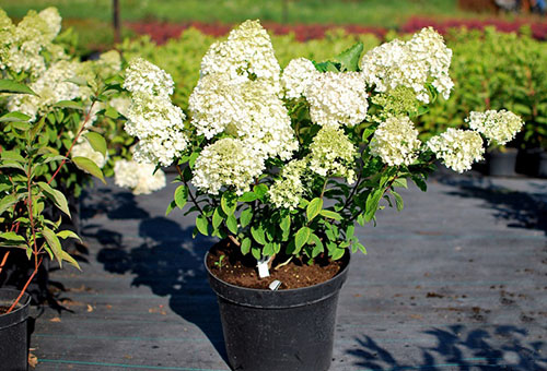 Semis d'hortensia