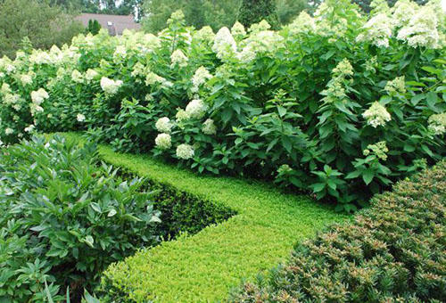 Hortensia dans une haie