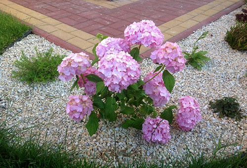 Hortensia rose