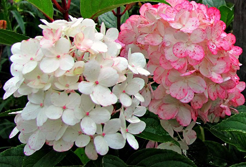 Inflorescence d'hortensia