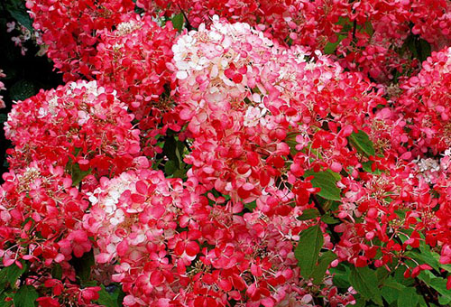 Hortensia paniculé