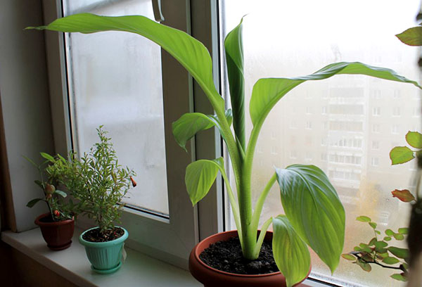 Banane dans un pot sur un rebord de fenêtre