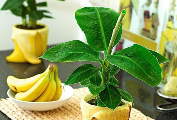 Banane décorative dans un pot