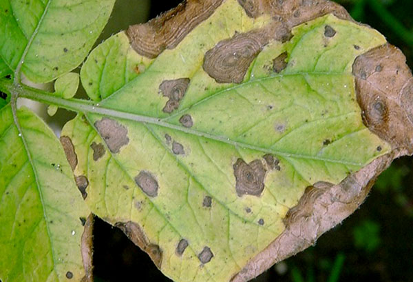 Manifestation de l'anthractose sur une feuille de haricot