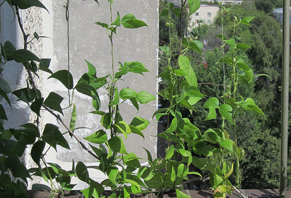 Haricots sur le balcon