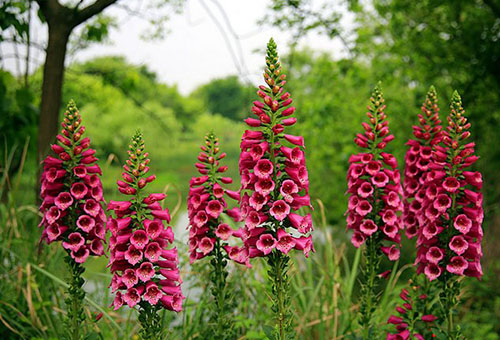 Digitalis