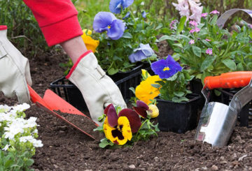 Planter des pétunias en pleine terre