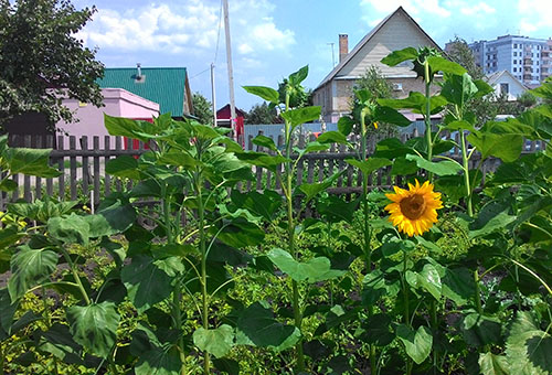 Tournesols sur le site