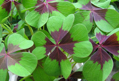 Feuilles d'Oxalis