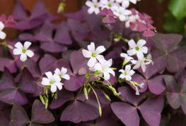 Jardin oxalis aux feuilles violettes