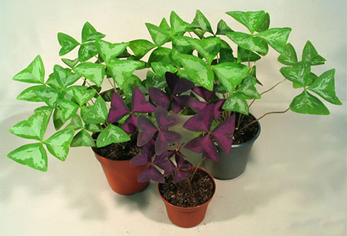 Deux types d'oxalis en pots