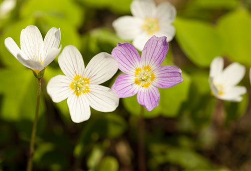 Fleurs d'oseille de jardin