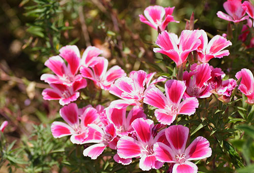 Clarkia en fleurs