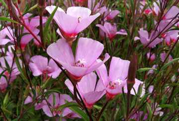 Fleurs de Clarkia