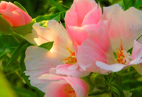 Fleurs de Clarkia