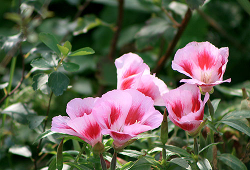 Clarkia fleurit