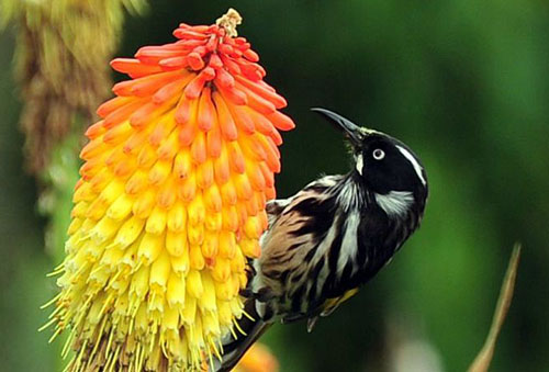 Oiseau sur la fleur de knifofia