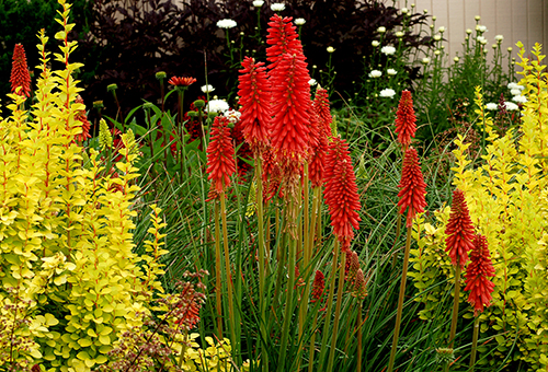 Jardin fleuri avec knifofia