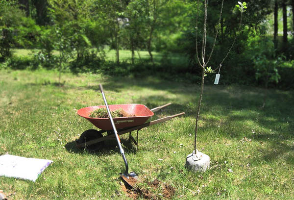 Se préparer à planter un pommier