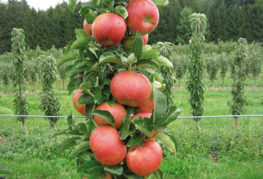 Fruits sur une pomme en colonne