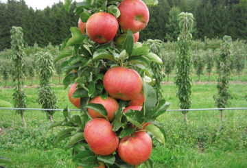 Fruits sur une pomme en colonne