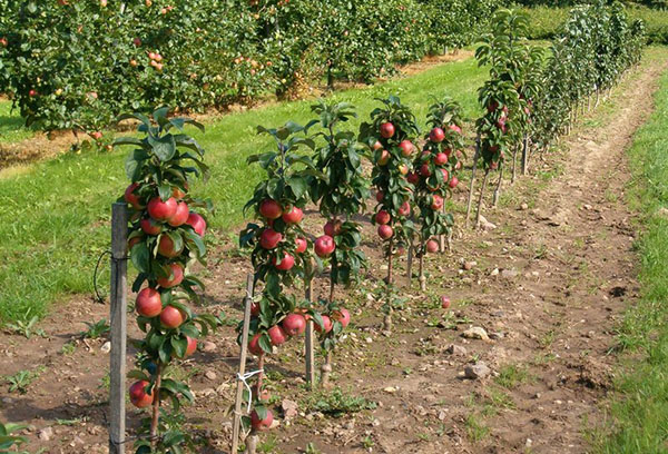 Pommiers colonnaires aux fruits